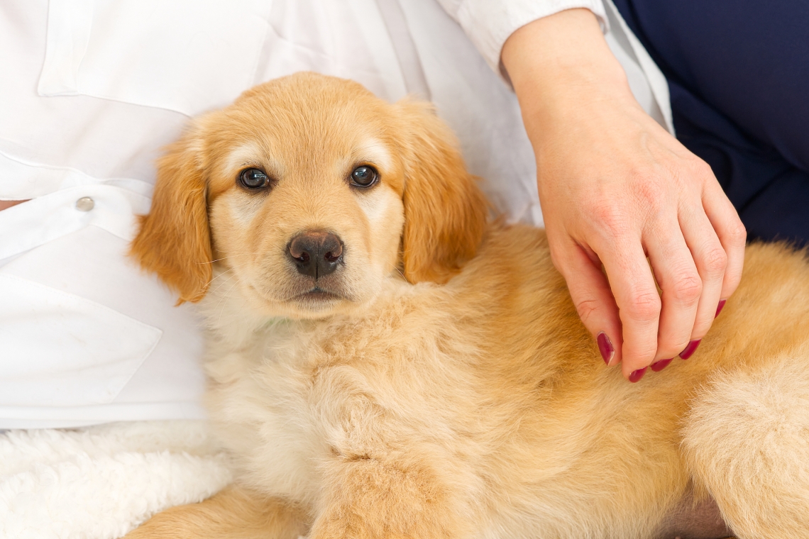 La stenosi aortica nel cane